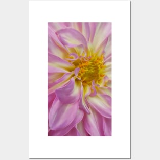 closeup macro photography of dahlia bloom in shades of pink and white coloured Posters and Art